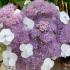 Hydrangea aspera Macrophylla deciduous shrub with purple flowers