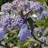 Hydrangea Aspera Villosa Group produce very beautiful lilac and purple flowers, a profuse flowering shrub, these great quality plants are for sale UK.