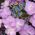 Hydrangea Serrata Blueberry Cheesecake for Sale Online UK