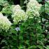 Hydrangea Limelight flowering shrub to buy online with UK delivery