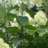 Close up of Hydrangea Limelight tree form, Half Standard trees in bloom, July flowering, buy online UK