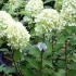 Hydrangea Paniculata Limelight variety - in flower