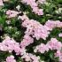 Hydrangea Macrophylla Hobella Pink, planted en masse in a UK garden