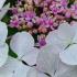 Hydrangea Macrophylla Libelle Lace Cap White-Flowering Shrub