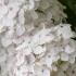 Hydrangea Madame Emile Mouillere White Flowering Variety of Hydrangea to buy online with UK delivery