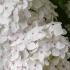 Hydrangea Madame Emile Mouillere White Flowering Variety