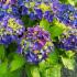 Hydrangea Macrophylla Music Blue Boogie Woogie, flowering in summer UK