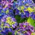 Hydrangea Macrophylla Music Blue Boogie Woogie