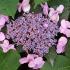 Hydrangea Macrophylla Hobella Pink, buds in early summer - UK garden