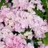 Hydrangea Macrophylla Hobella Pink, close up of blooms, UK