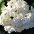 Hydrangea Macrophylla Soeur Therese