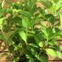 Hydrangea Macrophylla Soeur Therese 30-40 cm buy online UK.