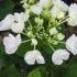 Hydrangea Macrophylla Teller White shrub buy online with UK and Ireland delivery.