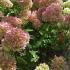 Hydrangea Paniculata Bobo flowering in autumn - for sale online UK delivery