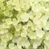 Hydrangea Paniculata Bobo flowering, buy large plants online from Paramount Plants UK