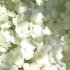 Close Up of the flowers of Hydrangea Bobo - buy UK