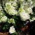 Hydrangea Little Lime plants for sale at our UK nursery, buy online UK delivery