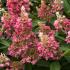 Pink flowers of Hydrangea Paniculata Candlelight in September, Buy online UK