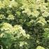 Hydrangea Paniculata Candlelight is named after its attractive flowers appearing on deep red stems, first creamy-white & gradually turning pale pink