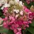 Single flower showing colour change from white to pink through the season of Hydrangea Candlelight