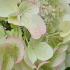 Hydrangea Paniculata Diamant Rouge, an exceptional new variety with flowers that change colour throughout the long flowering season, buy UK.