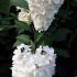 Hydrangea Paniculata - flowering hydrangeas for sale UK