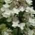 Hydrangea Paniculata Grandiflora, wide range of Hydrangeas for sale London garden centre UK