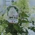 Hydrangea Paniculata Grandiflora 30-40 cm buy online UK.