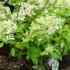 Hydrangea Paniculata Grandiflora flowering shrubs for sale online UK