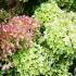 Hydrangea Paniculate Little Lime is an unusual Hydrangea, the green flowers turn white then pink as the season progresses