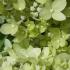 Little lime, compact hydrangea to buy online, London UK