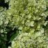 Hydrangea Paniculata Little Lime flowering, for sale at our UK plant centre in Crews Hill, North London