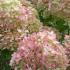 Pink blush of late summer flowers of Hydrangea Paniculate Little Lime, buy these plants online UK