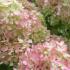 Hydrangea Paniculate Little Lime for small gardens, buy online UK