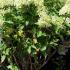 Hydrangea Little Lime, compact variety for sale online UK