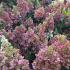 Spectacular flowering Hydrangea Paniculata Pinky Winky when planted en masse UK