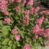 Hydrangea paniculata Pinky Winky flowers transitioning from white to pink in full bloom