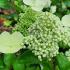 Hydrangea Paniculata Prim White