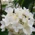 Hydrangea Paniculata Shrubs for sale in London UK