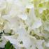 Hydrangea paniculata Skyfall deciduous shrub with white panicled flowers