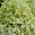 Hydrangea Skyfall