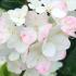 Buy Hydrangea Paniculata Sundae Fraise, a compact variety with stunning white flowers tinged with pink, becoming darker pink during the flowering season.