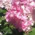 Hydrangea Paniculata Vanilla Fraise - pink autumn blossoms, buy online UK