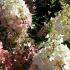 Hydrangea Paniculata Vanille Fraise flowering throughout summer, buy online, UK