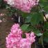 Hydrangea Paniculata - specialist nursery many varieties to buy online UK