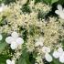 Hydrangea petiolaris climbing hydrangea with white flowers