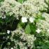 Hydrangea Petiolaris known as the climbing Hydrangea, available to buy online UK