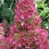 Hydrangea Paniculata Pinky Winky with pink flowers of Autumn, buy online UK