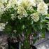 Hydrangea Pinky Winky showing early white blooms, buy online UK