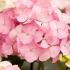 Hydrangea Preziosa is a dwarf variety of Mophead Hydrangea with a round head of large pink petals